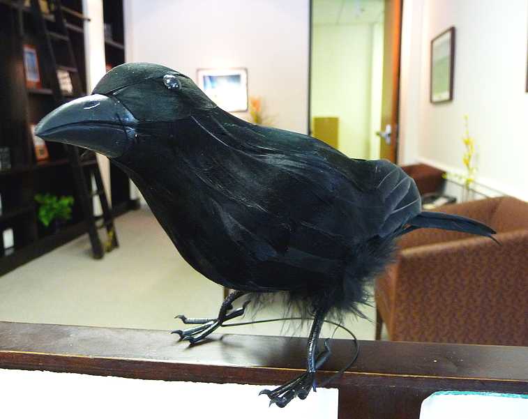 Raven 2010.JPG