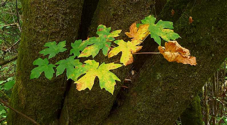 Maple Tree3 8-8-2010.JPG