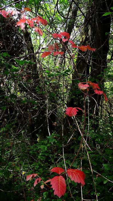 Poison Oak1 8-8-2010.JPG