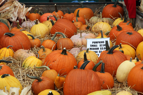 There were tons of pumpkins of all shapes, sizes, colors and types for sale.  Unfortunately by the time I finished my photo shoot, there were none lest.