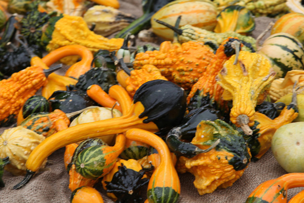 These were mostly gourds, but there were a few jack-be-littles in and amongst them.  Again, by the time I got there they were all sold out.