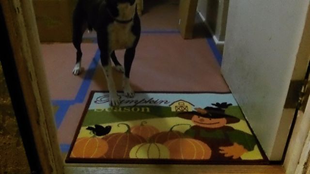 My first new rug in the rebuilt house. Had to pull it up after two days cuz the cat thought it was a scratching pad. Yeah... the dog is a real camera hog, huh?