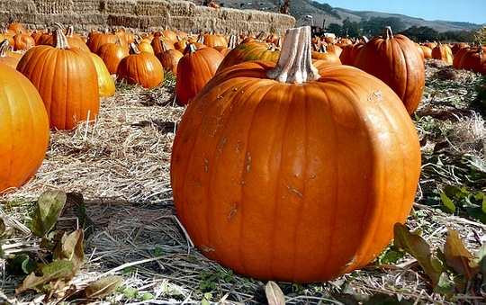 San Gregorio Pumpkin Farm 2009 3 edit.JPG