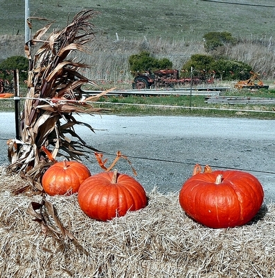 San Gregorio Pumpkin Farm 2009 2 edit.JPG