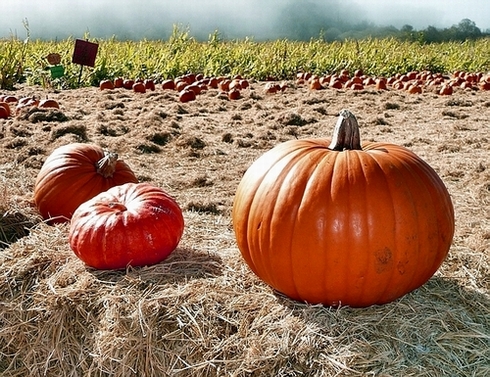 San Gregorio Pumpkin Farm 2009 1 edit.JPG